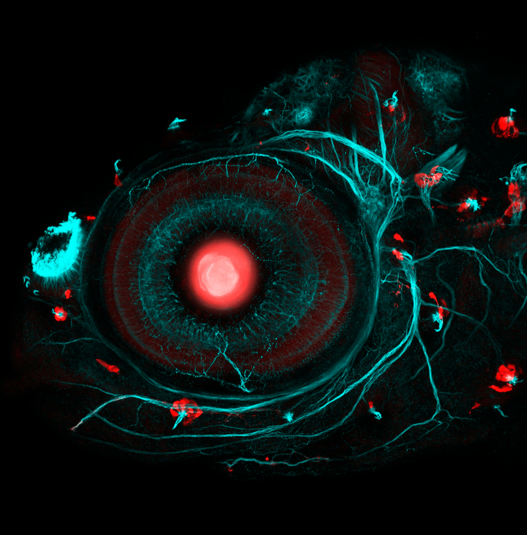 Oeil poisson zèbre