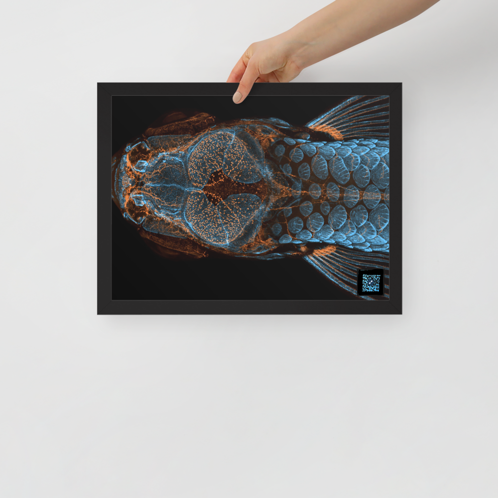 Table - The research fish
