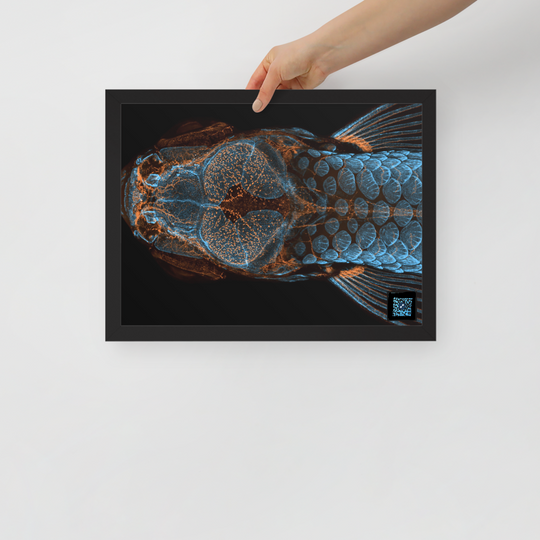 Table - The research fish