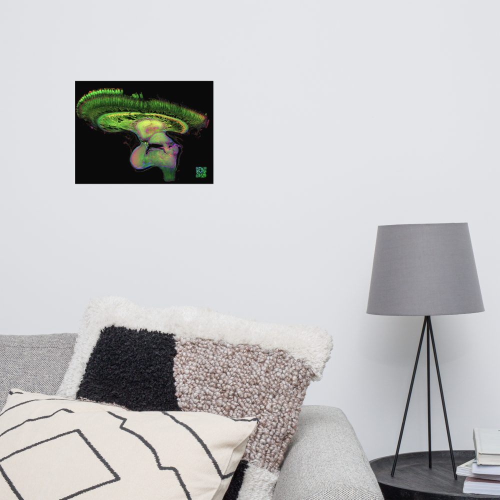 Poster - The Brain of Mantis Shrimp
