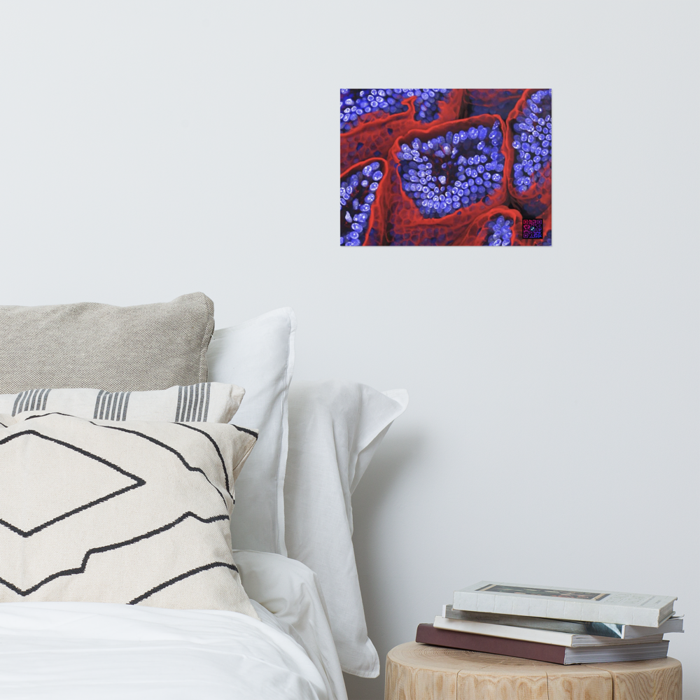 Poster - L'intérieur de l'intestin