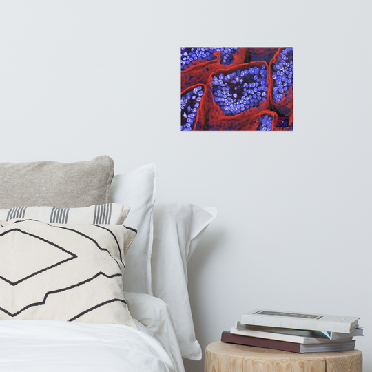 Poster - L'intérieur de l'intestin