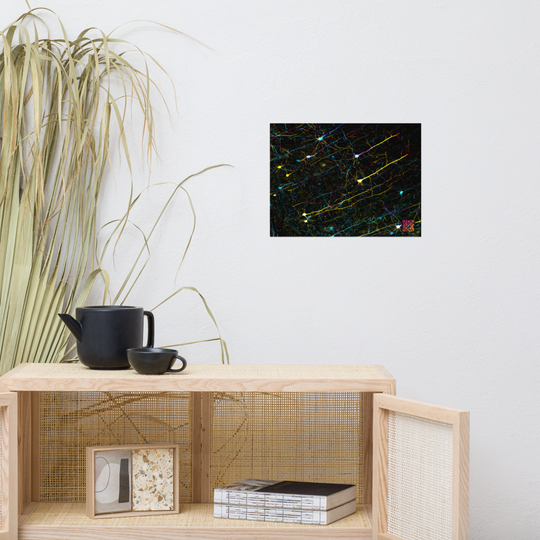 Poster - L'organisation neuronale