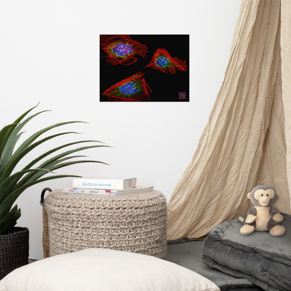 Poster - Skin cells