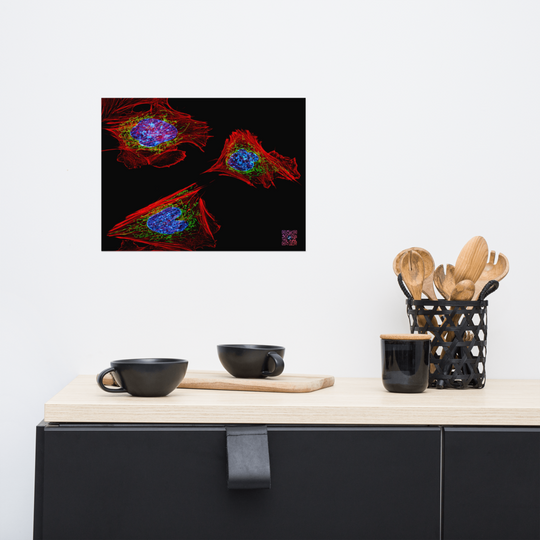 Poster - Skin cells