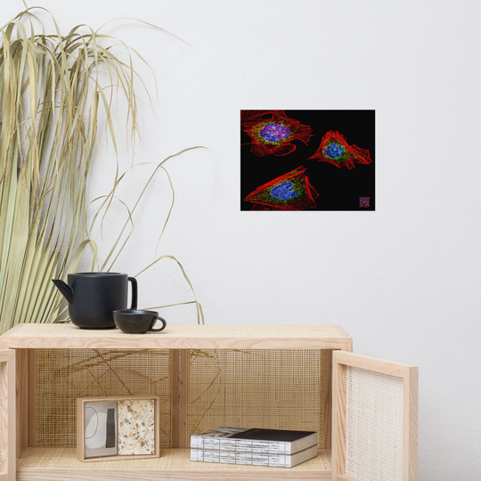 Poster - Skin cells