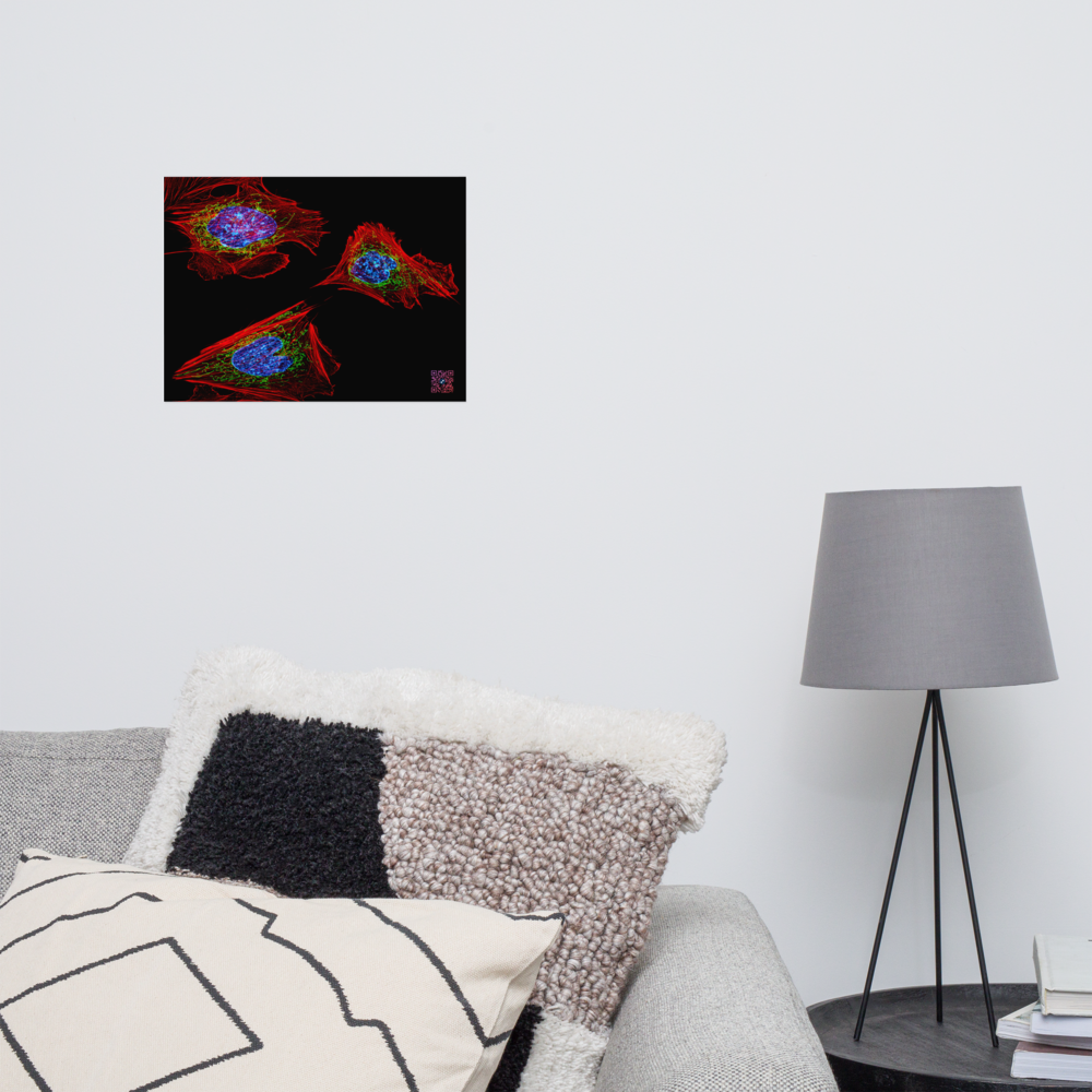 Poster - Skin cells