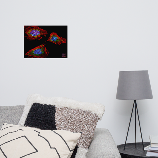 Poster - Skin cells