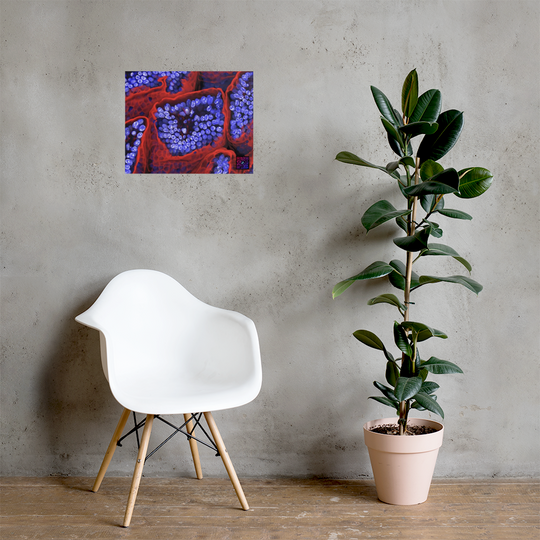 Poster - L'intérieur de l'intestin