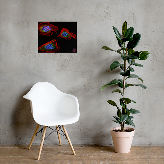 Poster - Skin cells