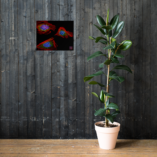 Poster - Skin cells